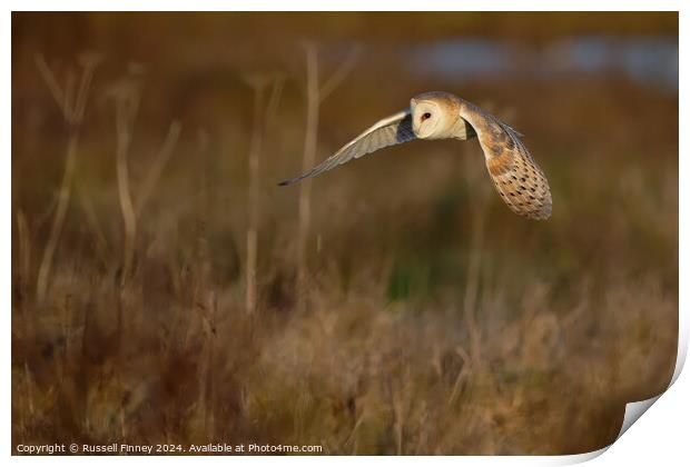 Barn Owl Tyto alba quartering a field hunting Print by Russell Finney