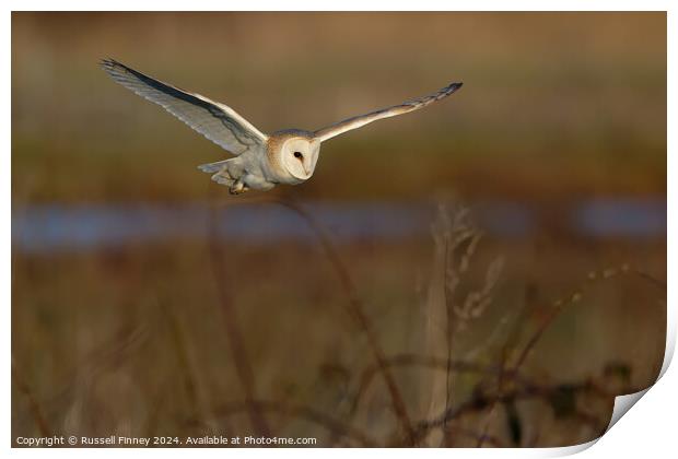 Barn Owl Tyto alba quartering a field hunting Print by Russell Finney