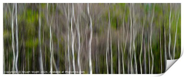 Silver Birch Trees Print by Stuart Wyatt