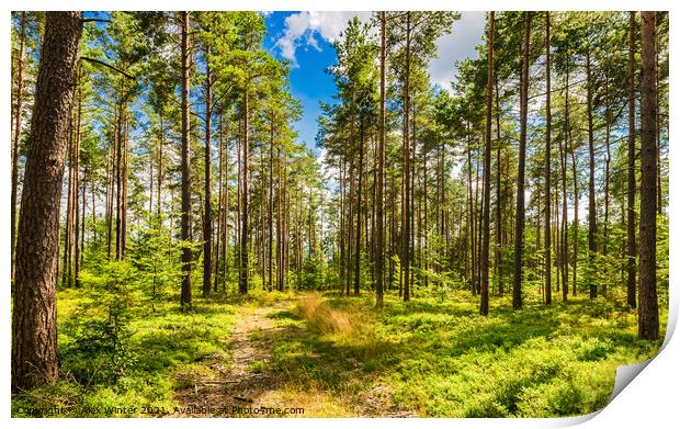 Green pine tree forest with blue sunny sky Print by Alex Winter