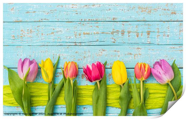 Colorful tulips Print by Alex Winter