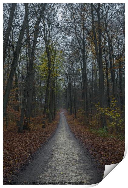 forest path on a foggy day at fall Print by Alex Winter
