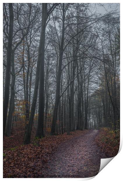 dark forest on a misty autum day Print by Alex Winter