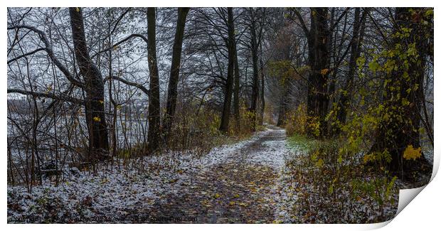 Snowy walkway through trees  Print by Alex Winter
