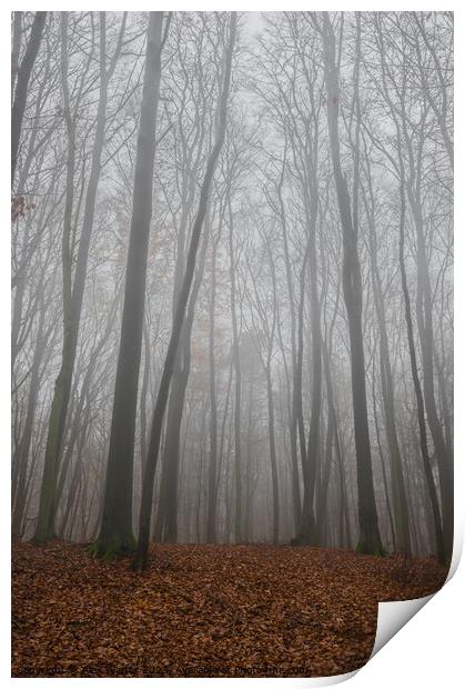 trees in foggy forest at fall Print by Alex Winter