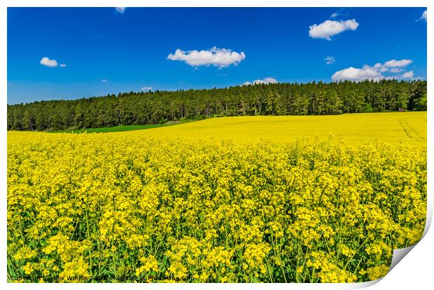 rape fields blue sky Print by Alex Winter