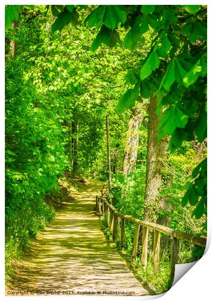 forest pathway walkway path Print by Alex Winter