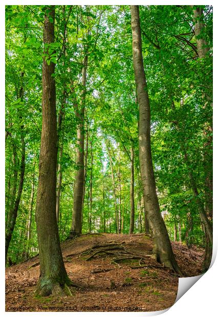 Green forest trees on hill Print by Alex Winter