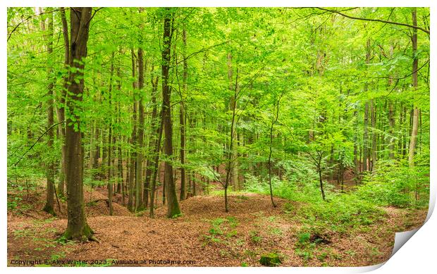 Green woodland with deciduous trees Print by Alex Winter