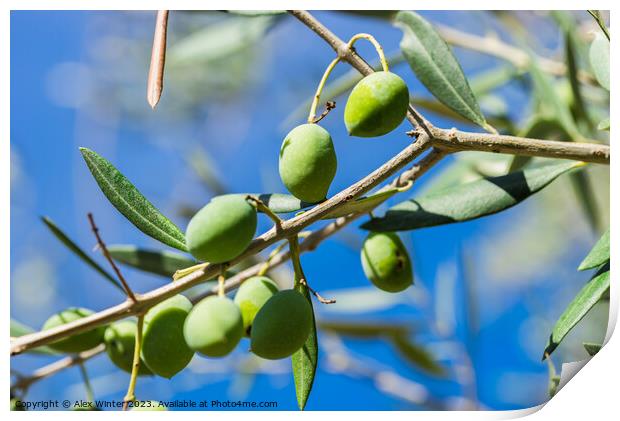 Close-up of green olives on tree branch Print by Alex Winter