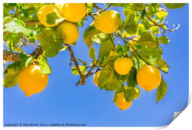 Close-up of lemon tree  Print by Alex Winter