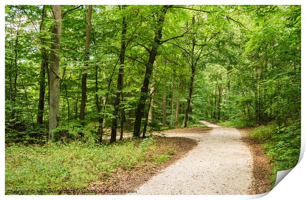 Idyllic walkway in green woodland Print by Alex Winter