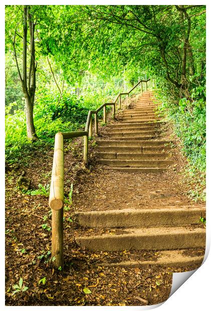 Green forest staircase steps Print by Alex Winter