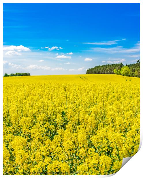 Golden field of flowering rapeseed Print by Alex Winter