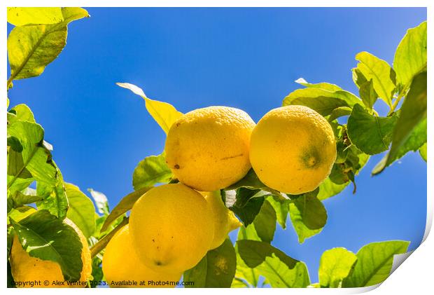 Lemon tree with ripe yellow fruit Print by Alex Winter
