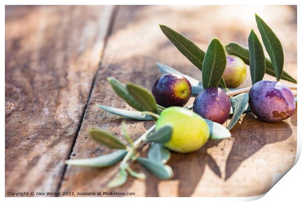 Mediterranean olive fruits branch Print by Alex Winter