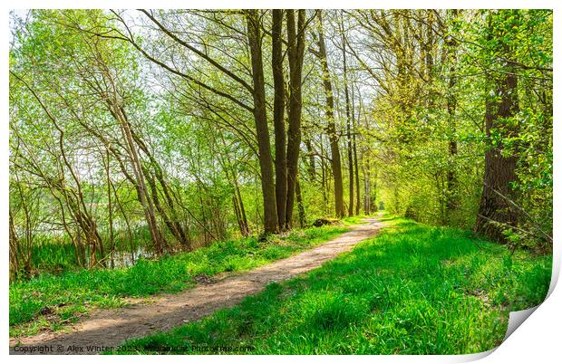 Idyllic spring nature with track along trees allee Print by Alex Winter