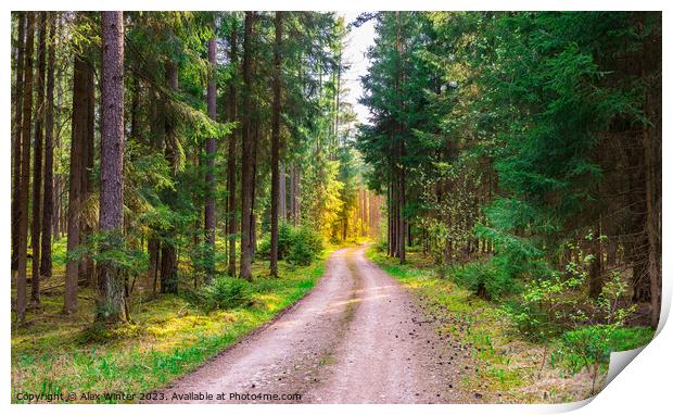 Evergreen trees nature with dirt road Print by Alex Winter