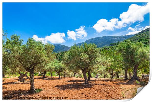 Olive trees spain Print by Alex Winter