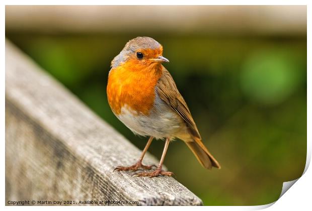 The Cheerful Christmas Robin Print by Martin Day