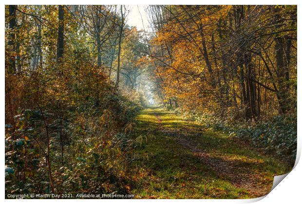 Southery Woods in Autumn Glory Print by Martin Day