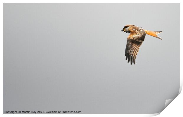 Graceful Red Kite Soaring Print by Martin Day