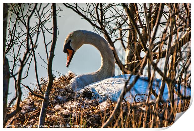 Maternal Swan Protection Print by Martin Day