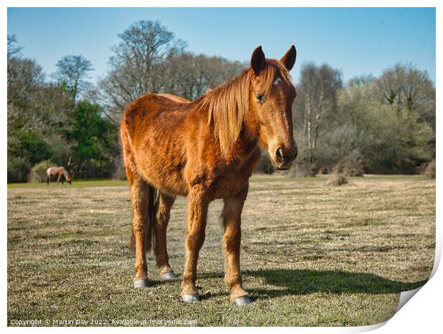 Majestic Wild Ponies of the New Forest Print by Martin Day