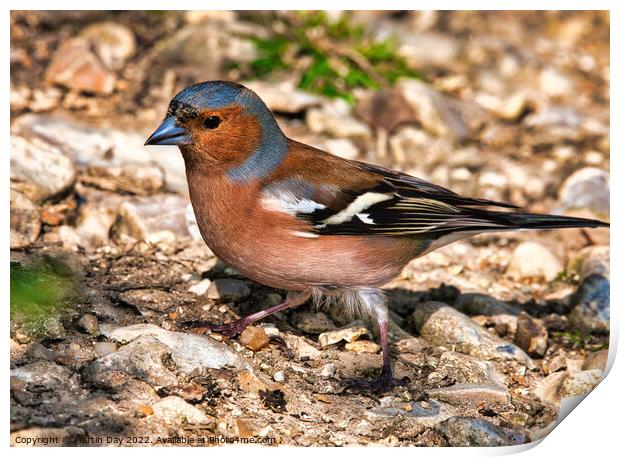 Vibrant Male Chaffinch Seeking Mate Print by Martin Day