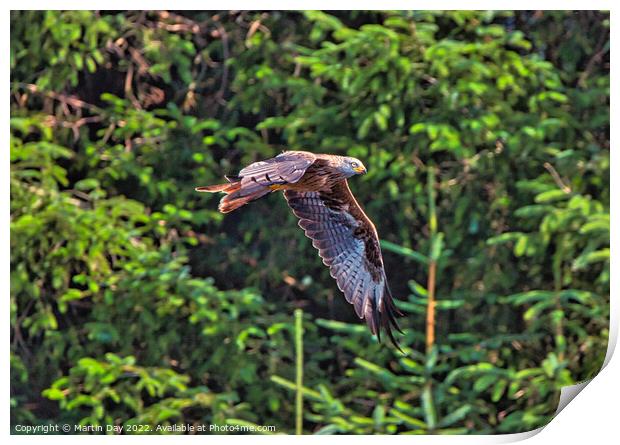 Majestic Red Kite in Flight Print by Martin Day