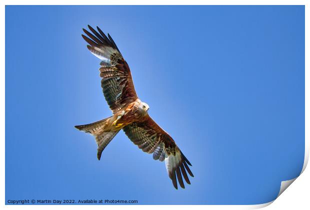 Majestic Red Kite Hunting Prey Print by Martin Day