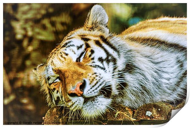 Siberian Tiger Print by Gareth Parkes
