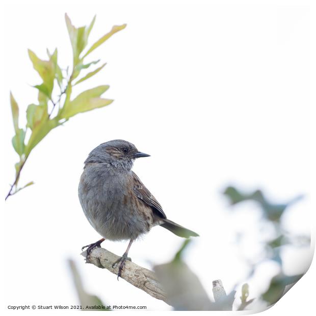 A dunnock perched on a branch Print by Stuart Wilson