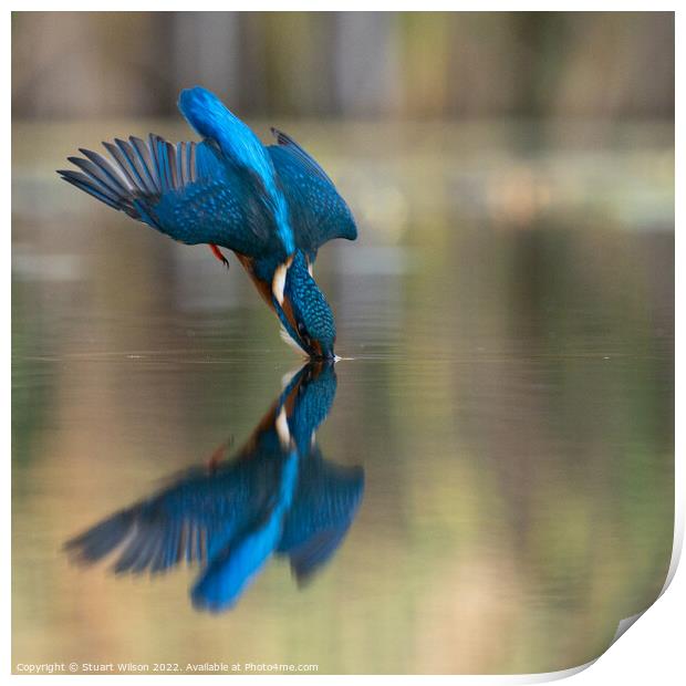 A diving kingfisher Print by Stuart Wilson