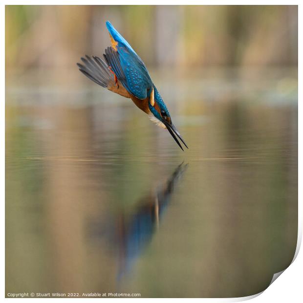 A diving kingfisher Print by Stuart Wilson