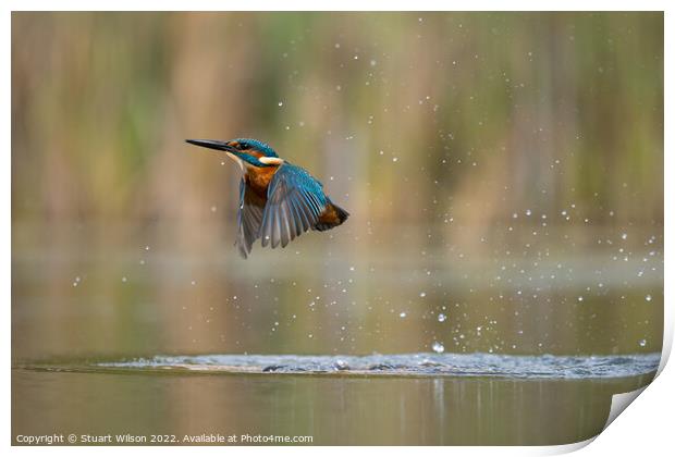 Kingfisher leaves the pond Print by Stuart Wilson
