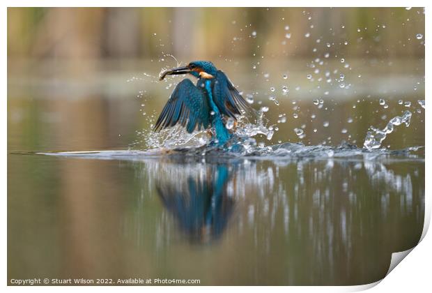 Kingfisher emerges with fish Print by Stuart Wilson