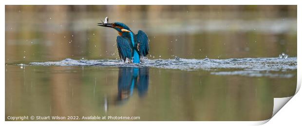 A kingfisher triumphant with catch Print by Stuart Wilson
