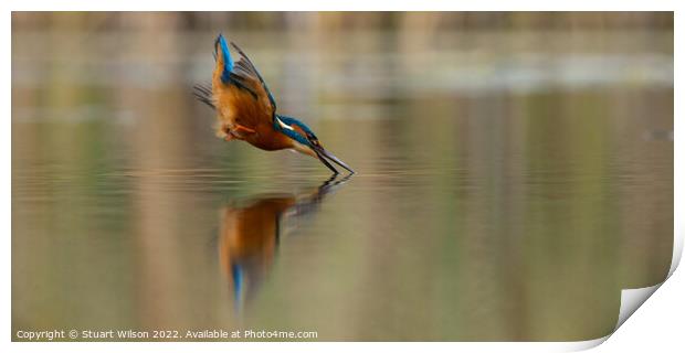 Kingfisher dives for fish Print by Stuart Wilson