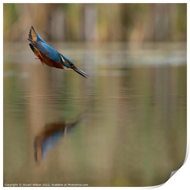 A kingfisher locked on Print by Stuart Wilson