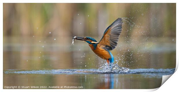 The magnificent kingfisher Print by Stuart Wilson
