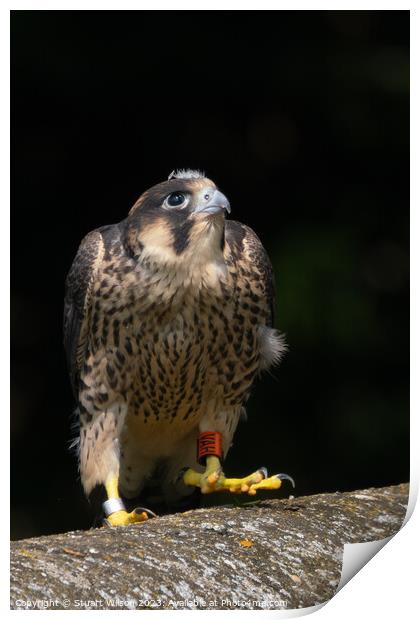 Grounded Juvenile Peregrine Falcon Print by Stuart Wilson