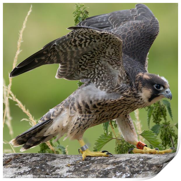 Grounded Juvenile Peregrine Falcon Print by Stuart Wilson