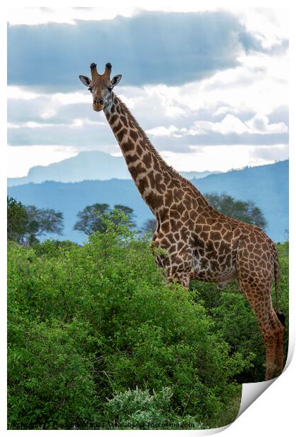 Tsavo East Giraffe  Print by Fiona Etkin