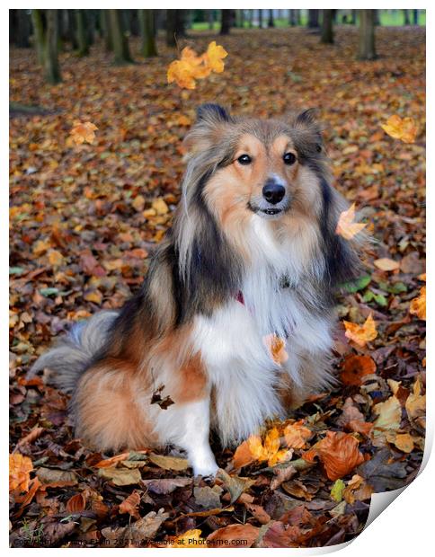 Autumnal Sheltie in the falling leaves Print by Fiona Etkin
