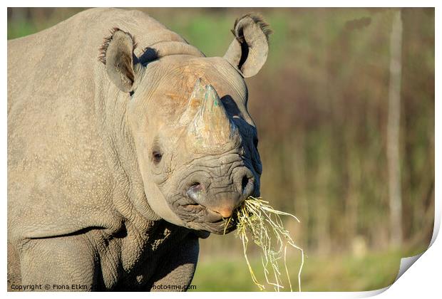 Black Rhino in the sun Print by Fiona Etkin