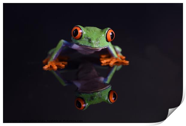 Red- Eyed Chilean Tree Frog reflections Print by Fiona Etkin