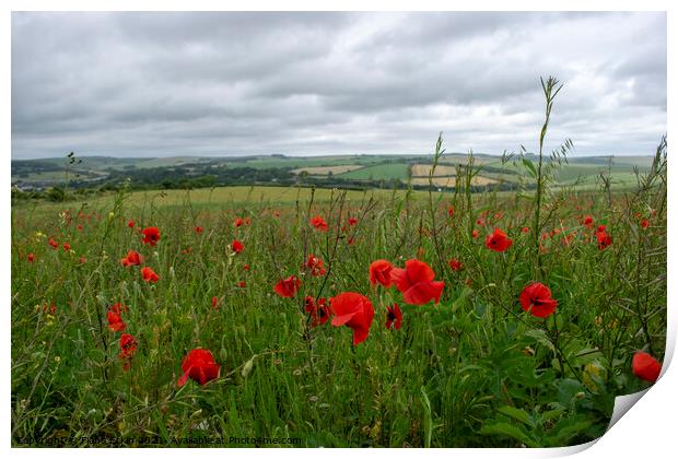 Falmer Poppy Fields Print by Fiona Etkin