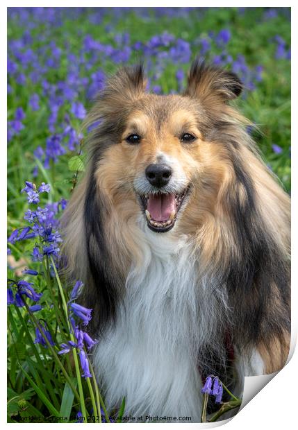 Benji in the Bluebells Print by Fiona Etkin