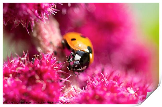 Seven-spot Ladybird macro Print by Fiona Etkin
